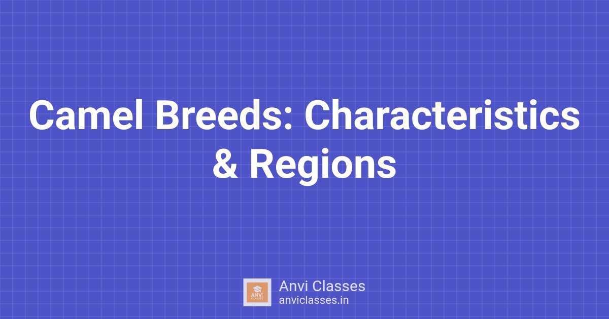 Camel Breeds: Characteristics & Regions