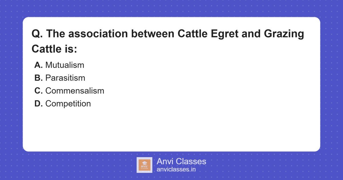 Cattle Egret & Grazing Cattle: Commensalism